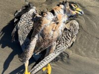 Deceased Peregrine Falcon on mile 300 Oregon, full body.