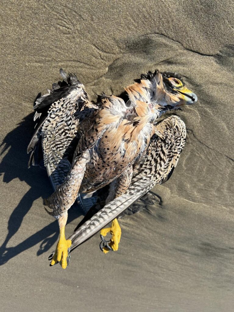 Deceased Peregrine Falcon on mile 300 Oregon, full body.