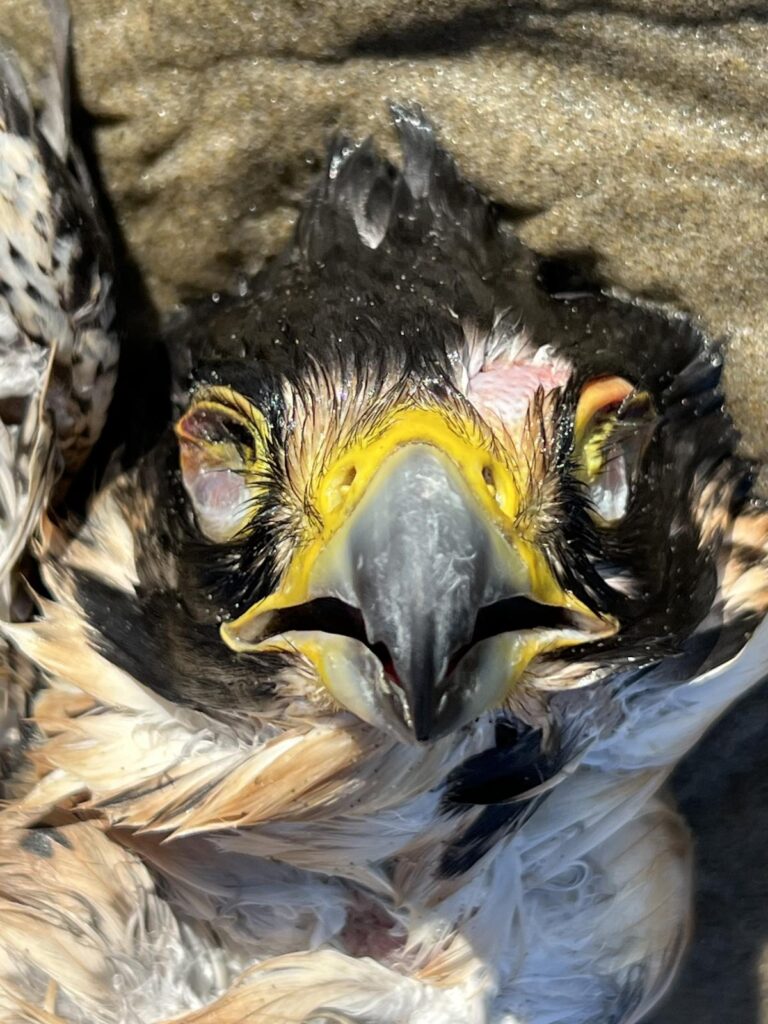 Deceased Peregrine Falcon face on mile 300 Oregon. Beak with both eye sockets.