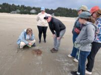 Group of 5 volunteers examining a part of a lion's mane jelly on the sandy beach